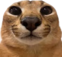 STARE emote