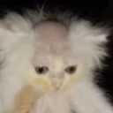 Bagel emote