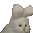 CatBunny emote