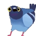 PigeonDance emote