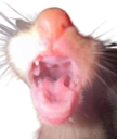 roaaarggrrgrgrgrgrrrrrhhhhh emote