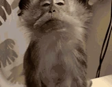 PrettyMonke emote