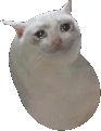 sad_cat_bean emote