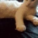 cat_shake emote
