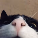 CE_lookingatu2 emote
