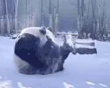 PandaRoll emote