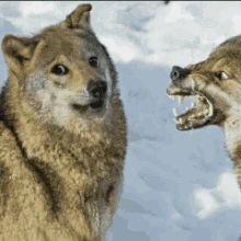 lobo_hun emote