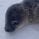 Seal animated emote