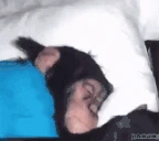 wakeup emote